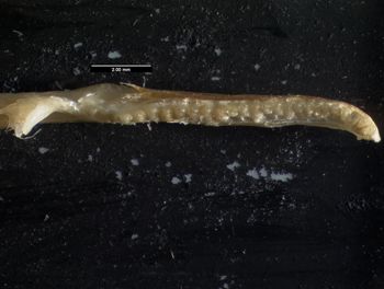 Media type: image;   Herpetology R-61107